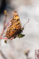 Satyr Comma Ventral