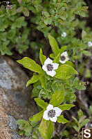 Creeping Dogwood