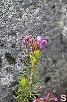 Heather Warmed By Rock