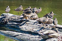 Long Billed Dowicher On Log