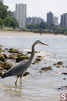 GBH With Towers Behind