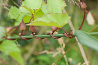 Vine Wrapped Around Grass