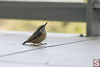 Red Breasted Nuthatch