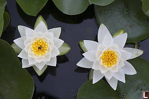 Pair Of Water Lilies