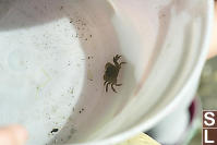 Yellow Shore Crab And Jelly In Her Bucket