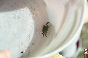 Yellow Shore Crab And Jelly In Her Bucket