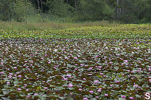 Beaver Lake Full Of Lilies