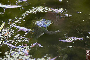 Bullfrog Floating In Pond