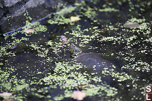 Western Painted Turtle Near Rock Wall