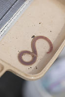 Bloodworm On Sample Tray