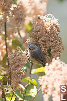 Bushtit Gleening Bugs