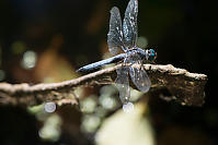 Damaged Hind Wing