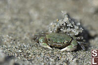 Face Of Hemigrapsus Oregonensis