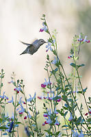 Female Anna Feeding On The Wing