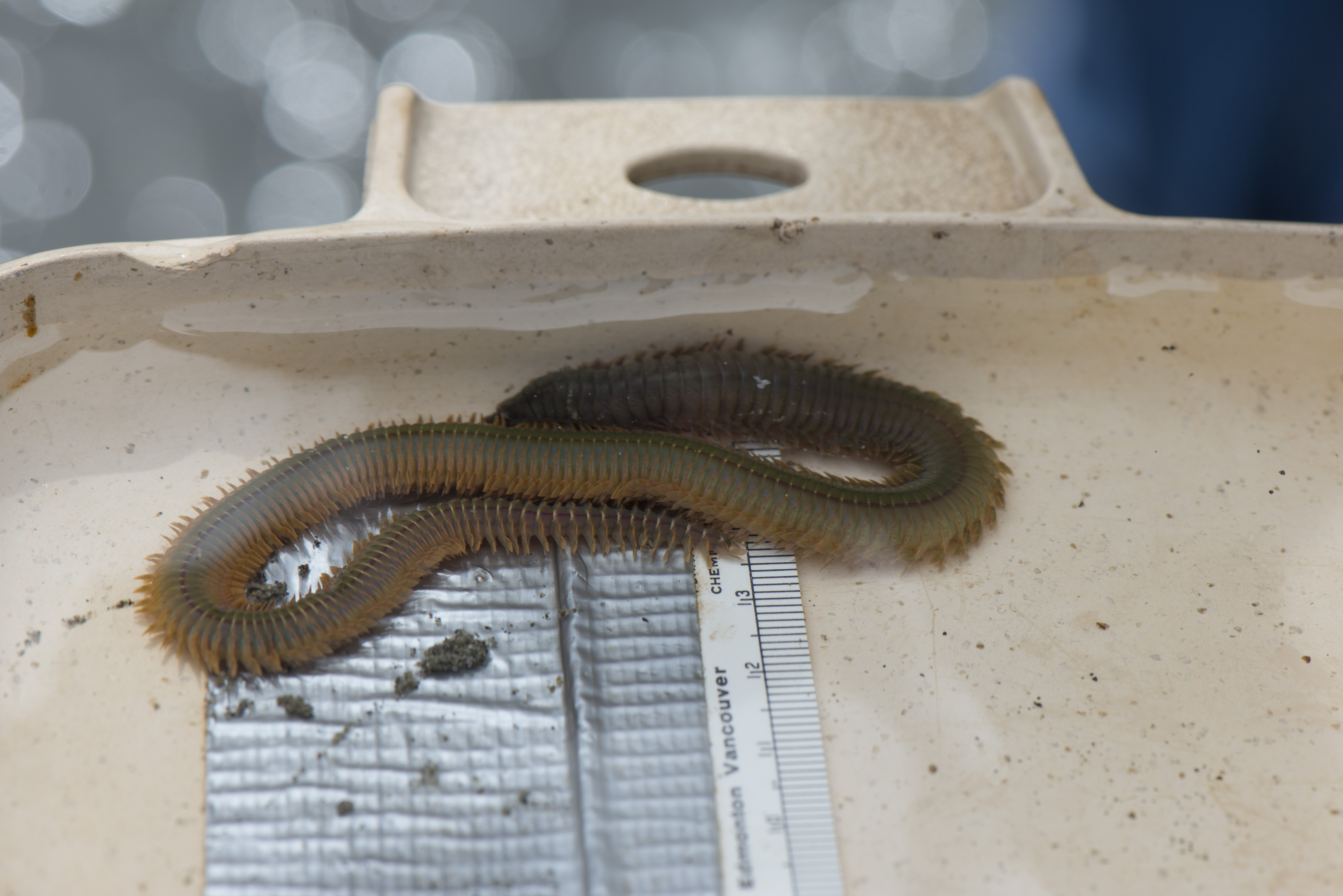 giant fluffy worm