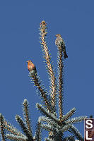 House Finch Pair