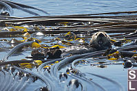 Sea Otter Mouth Open