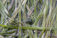White Bubble Shell On Eel Grass