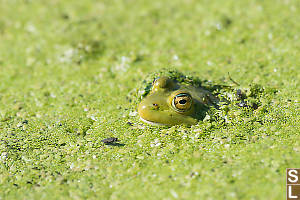 Frog In Weed