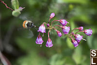 Bee With Heather