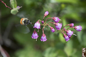 Bee With Heather