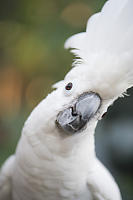 Blanca Umbrella Cockatoo At Bloedel Conservatory