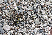 Dragonfly On Trail