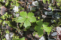 Five Leaf Dwarf Bramble