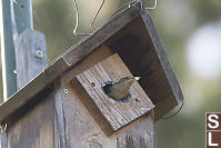 House Wren Cleaning Nest Box