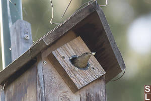 House Wren Cleaning Nest Box