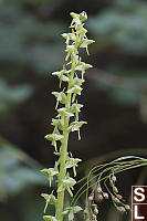 Slender Bog Orchid