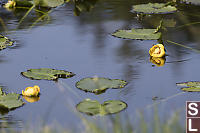 Yellow Pond Lily