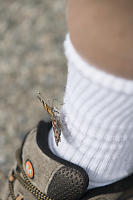 Butterfly On My Sock