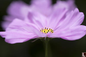 High Contrast Flower