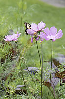 Swallowtail Hiding