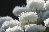 Flowers Outside At Outerbridge Park