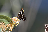 Lorquins Admiral Blue Background
