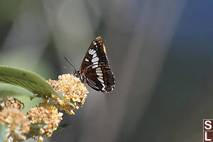 Lorquins Admiral Blue Background