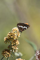 Lorquins Admiral Yellow Background
