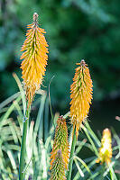 Garden Plants
