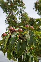 Pears Growing On Tree