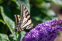 Western Tiger Swallowtail