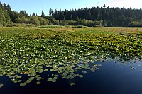 Beaver Lake