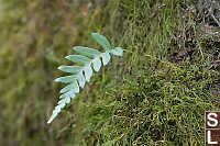 Fern Growing Out Of Mossy Trunk