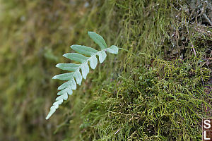 Fern Growing Out Of Mossy Trunk