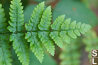 Fern Nearly Straight