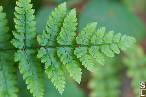 Fern Nearly Straight