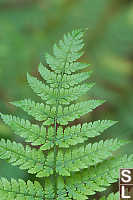 Fern With A Slight Twist