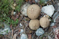 Gem Studded Puffball