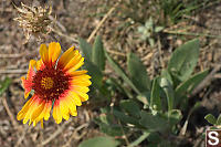 Close In On Brown Eyed Susan